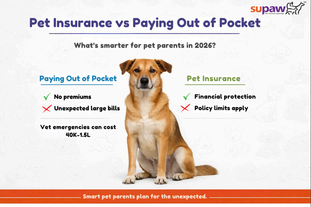 Pet Insurance vs Paying Out of Pocket: What’s Smarter in 2026