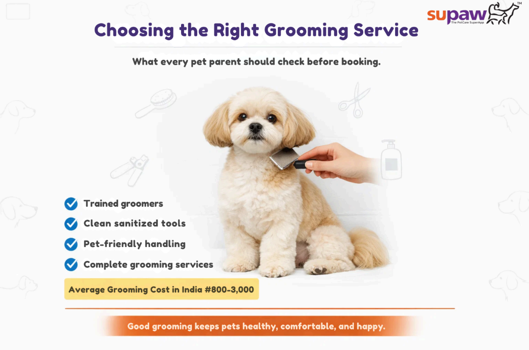 How to Choose the Right Grooming Service for Your Pet